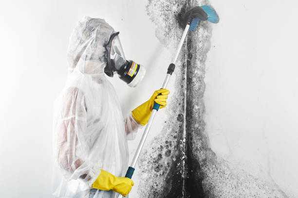 Best Industrial Mold Remediation  in Plymouth, MN