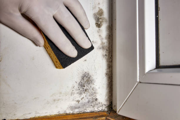 Best Real Estate Mold Inspection  in Plymouth, MN
